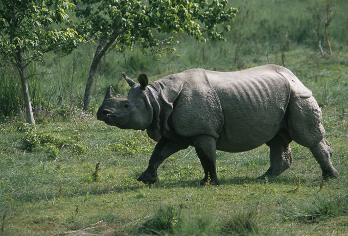 गैँडाले हानेर रत्ननगरमा दुई जना घाइते, अविना चौधरीको अवस्था गम्भीर