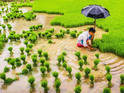 कृषिमा आठ लाखलाई रोजगारी दिने सरकारको घोषणा