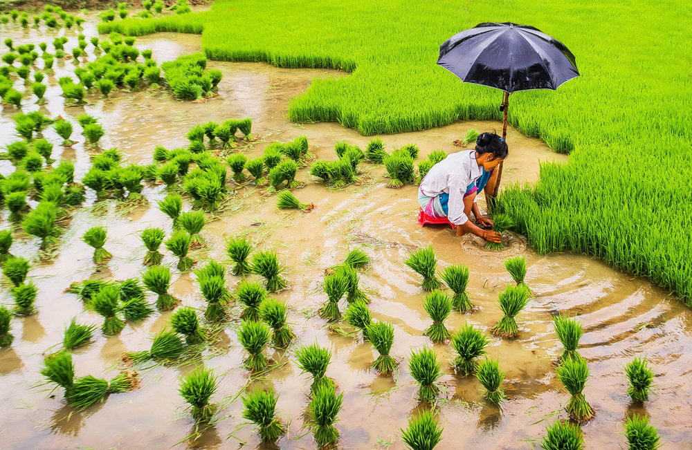 कृषिमा आठ लाखलाई रोजगारी दिने सरकारको घोषणा