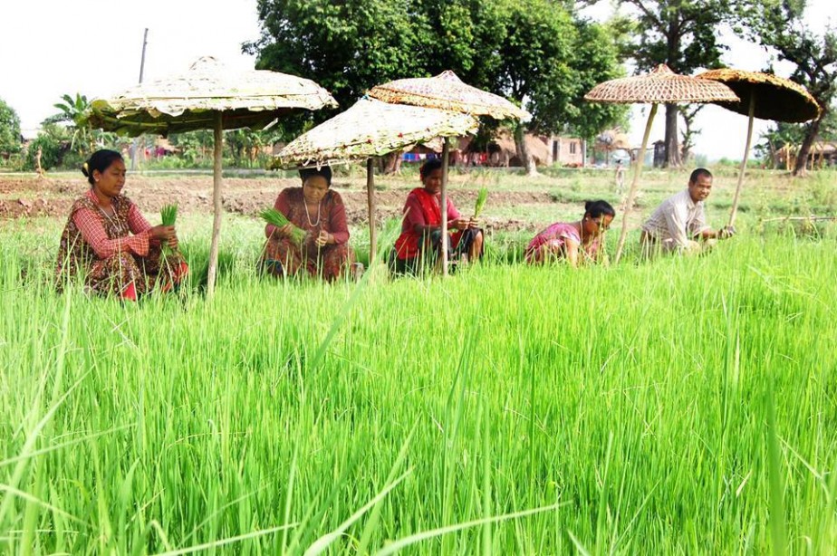 थारु समुदायमा प्रचलित बाँसको छत्री कहाँ हरायो ?