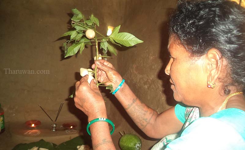 थारू संस्कृति जोगाउँदै कपिलवस्तुका थारु समुदाय