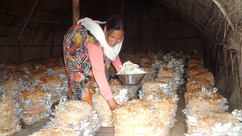 च्याउसँगै फक्रँदै बजारी चौधरीको परिवार