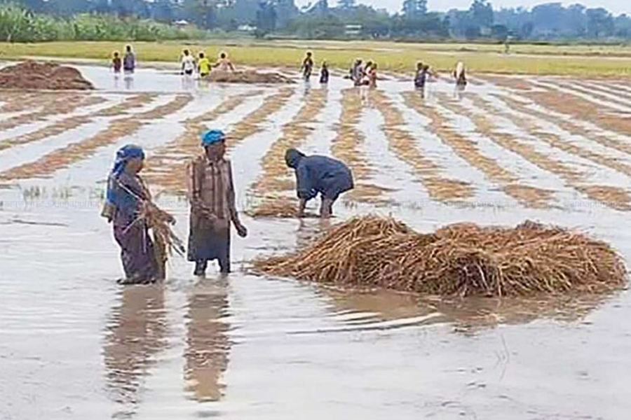 पीडित किसानलाई ३० हजार रुपैयाँ र एक महिनाको खाद्यान्न उपलब्ध गराउन माग