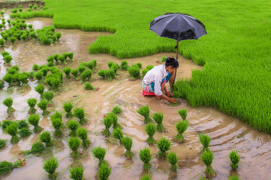 थारू समुदायमा गुञ्जन्छ रोपाइँमा सजना गीत