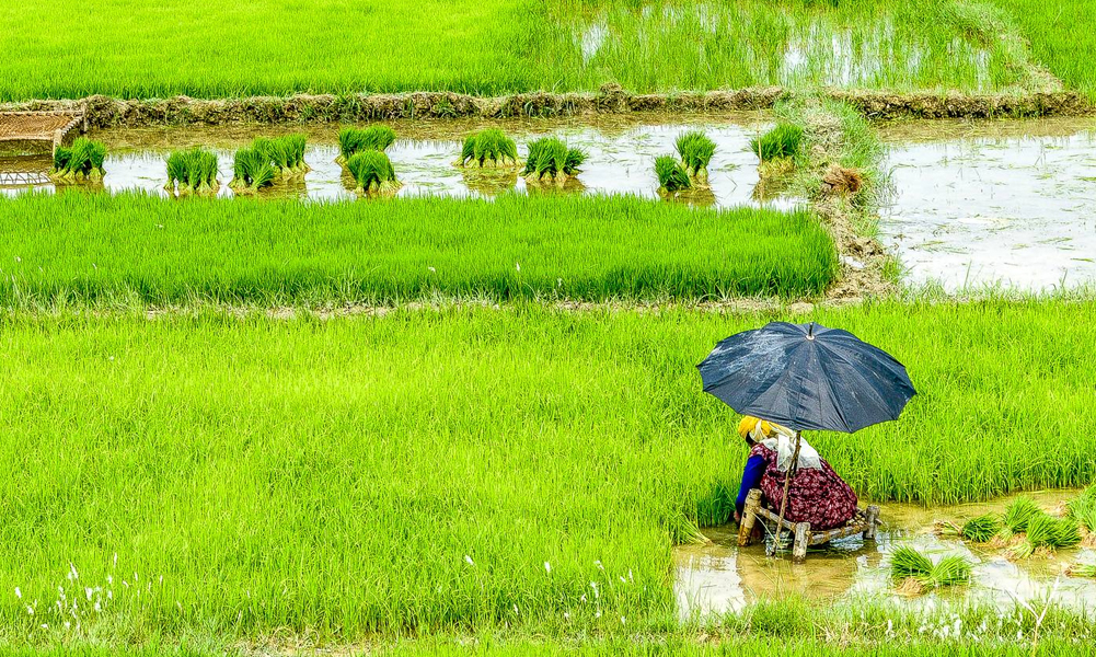 मुक्त कमलरीद्वारा सामूहिक धानखेती