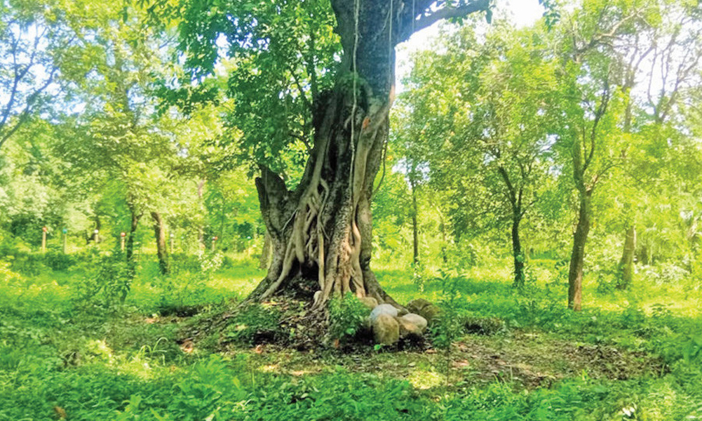 वरपीपलको रूखमुनि ‘बेपत्ता श्रीमान अर्थात् सगुनलाल चौधरीको याद’